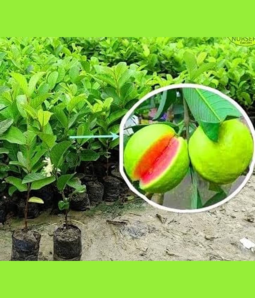 Cloud Farm Outdoor Guava Fruit Plant Pack of 1