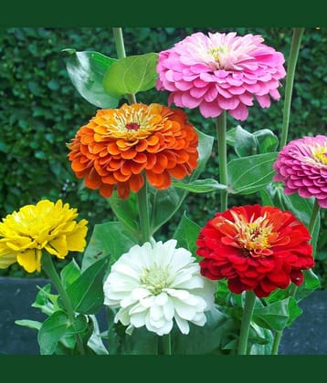 homeagro - Zinnia Mixed Flower ( 20 Seeds )