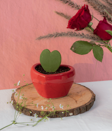 Hoya Heart in Red Heart Ceramic Pot