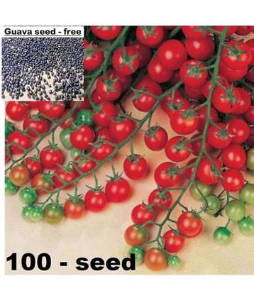Cherry Tomato High Germination Seeds - Pack Of 50 Hybrid Seeds + Guava seed free ( 10 seed )