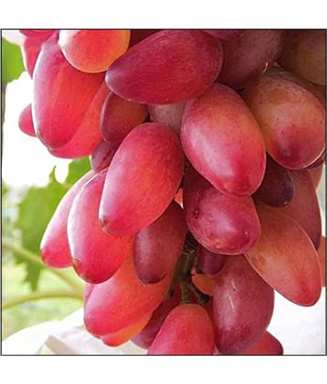 Futaba Red Grape Seeds Fruit Seeds