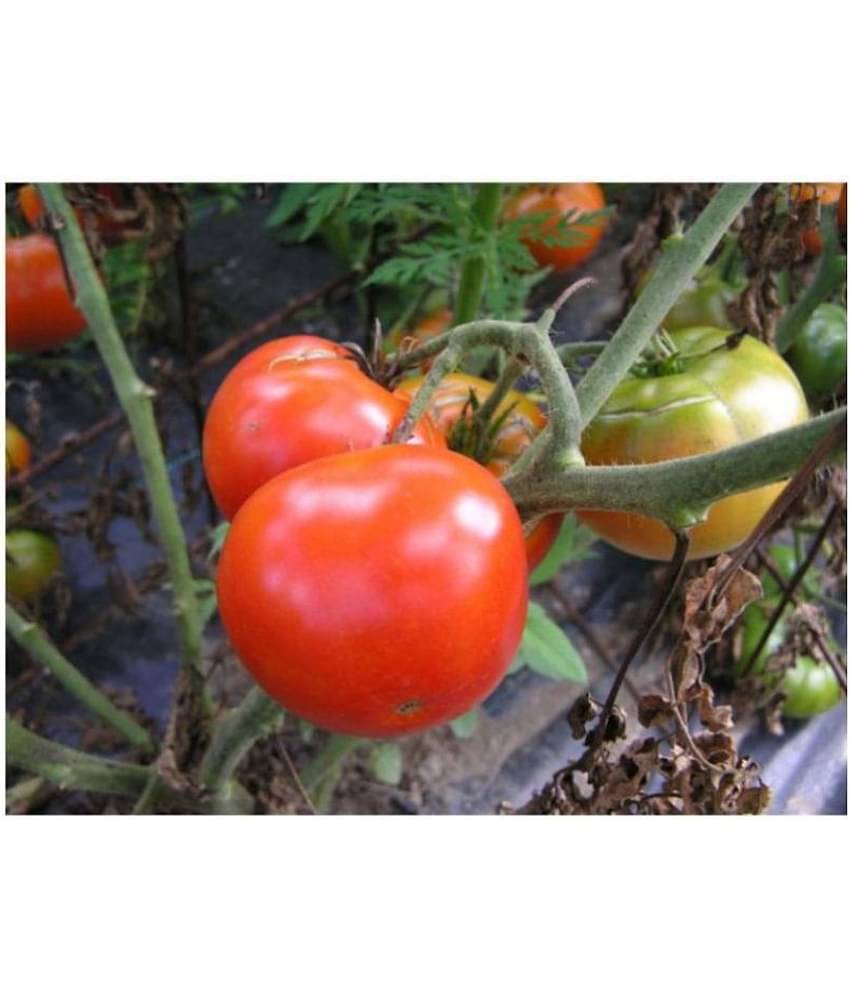 Hybrid Tomato Red Round Quality Seeds - Pack of 30 Seeds F1 HYBRID