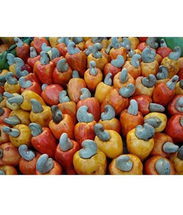 OhhSome Fruit Tree Seeds Cashew Nut - Anacardium Occidentale - Home Garden Pack