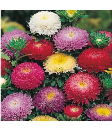 Aster Mix Flower Best Quality Seeds - Pack of 20 seeds