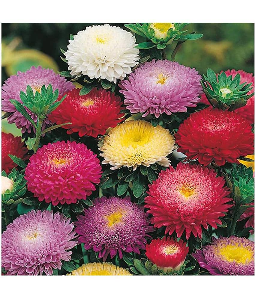 Aster Mix Flower Best Quality Seeds - Pack of 20 seeds