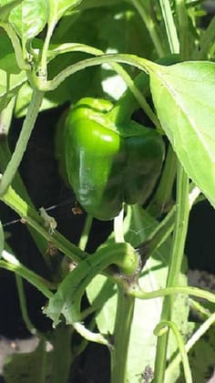 Organic Green Capsicum Seeds - Open Pollinated Seed Pack Of  50