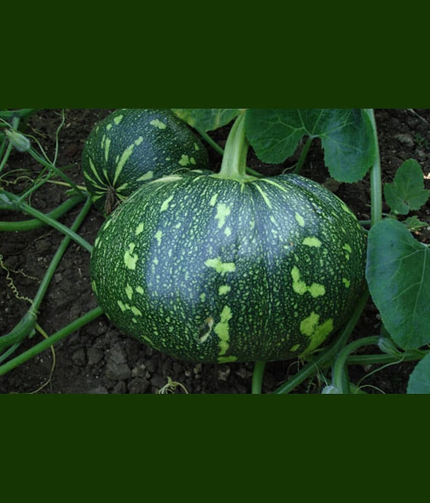 LiveNature Pumpkin/Kaddu/Kashiphal Seeds | Desi Vegetable Seeds | Best for Home Garden & Terrace – Pack of 50 Seeds