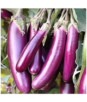 BRINJAL Purple Long Seed, F1 Hybride (50 seeds)