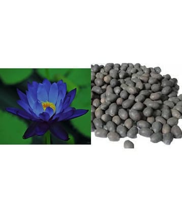 Pearl Blue Lotus Flower Seed - Pack of 10 | With Manual