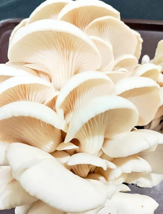 SomaShrooms Immunity Booster Dried Oyster Mushrooms