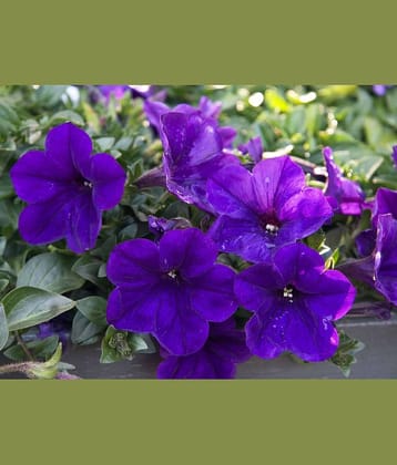 homeagro - Petunia Mixed Flower ( 50 Seeds )