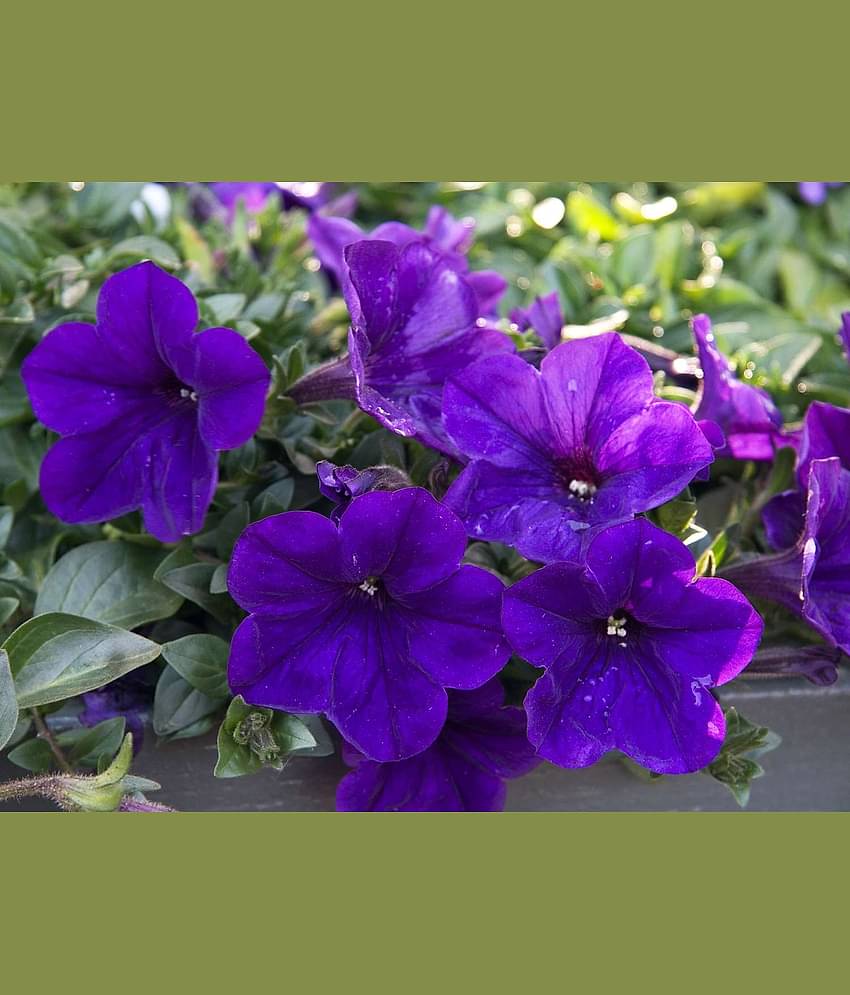 homeagro - Petunia Mixed Flower ( 50 Seeds )