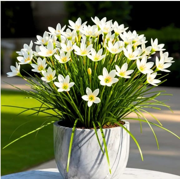 Rain Lily