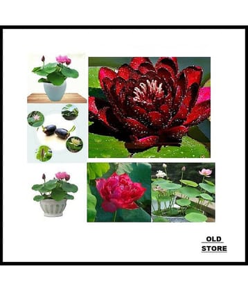 MIX COLOR LOTUS FLOWER 20 SEEDS PACK WITH USER MANUAL