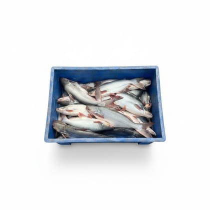 Fresh Pangasius Fish - 20 kg - One crate of fresh whole fish