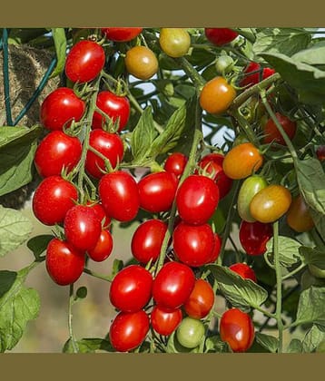 Indo American Tomato Vegetables 50 seeds