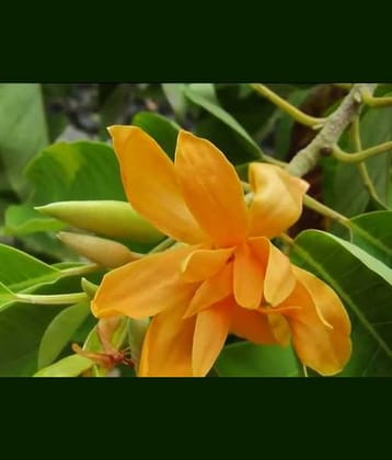 Champa Michelia Flower Tree 20 Seeds pack with free potting soil and user manual Kitchen Garden Seeds Pack