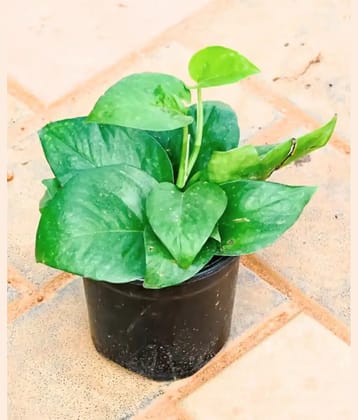 Money Plant with pot – Live Plant | Easy to Grow in Water or Soil | Indoor Air Purifier | Feng Shui Lucky Plant