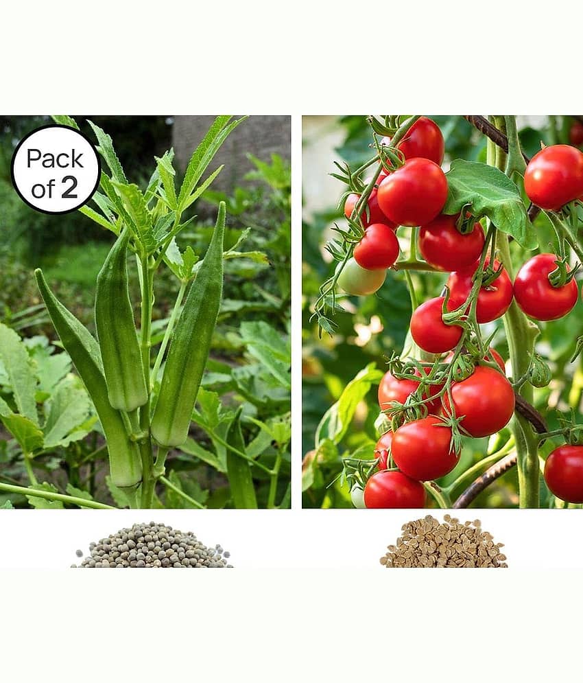 homeagro -Lady Finger & Tomato Vegetable Seeds ( Pack of 2 - 50 Seeds each )