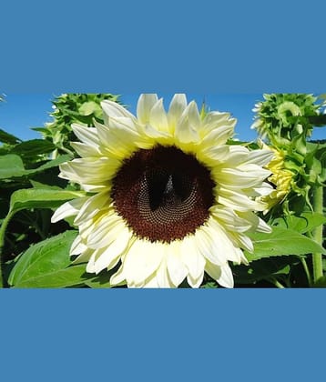 LiveNature White Sunflower Seeds | Surajmukhi Seeds | Summer Flower Seeds | Best For Home Garden & Terrace – 50 Seeds
