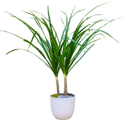 Birthright || Dracaena || Plant Birthright || Dracaena || Plant