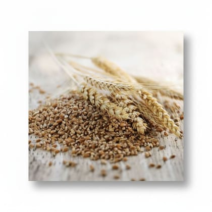Premium Whole Wheat Grains - 1 kg - One pack of wheat grains
