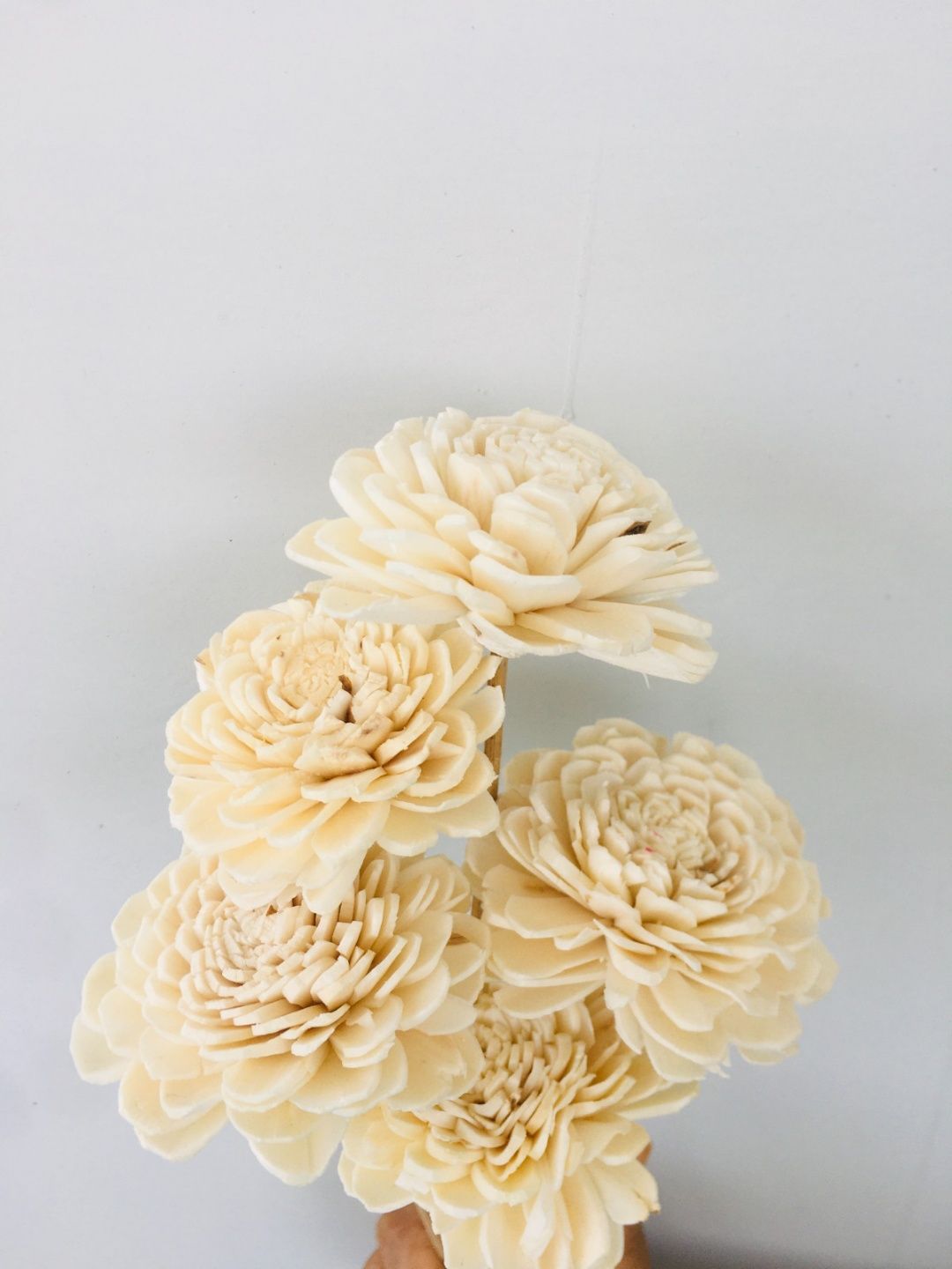 Zinnia Sola Flower (5pcs)