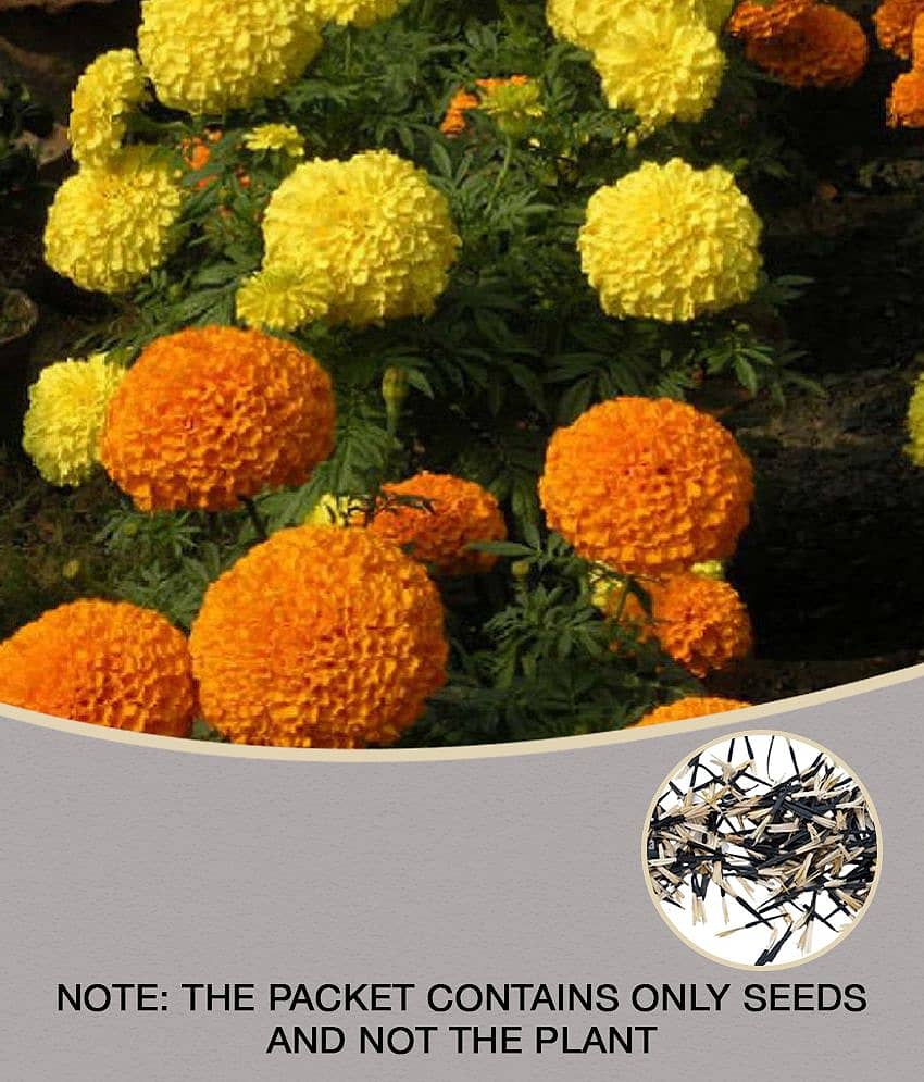 Flower Marigold MIX Seeds Pack Of 50 Seeds
