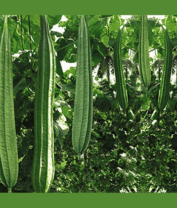 Vedhahi Ridge Gourd (Toree) Vegetable ( 30 Seeds )