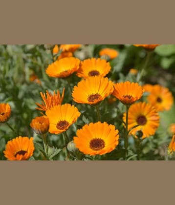 Calendula mix type flower 30 seeds pack with free Free cocopeat and user manual for your garden