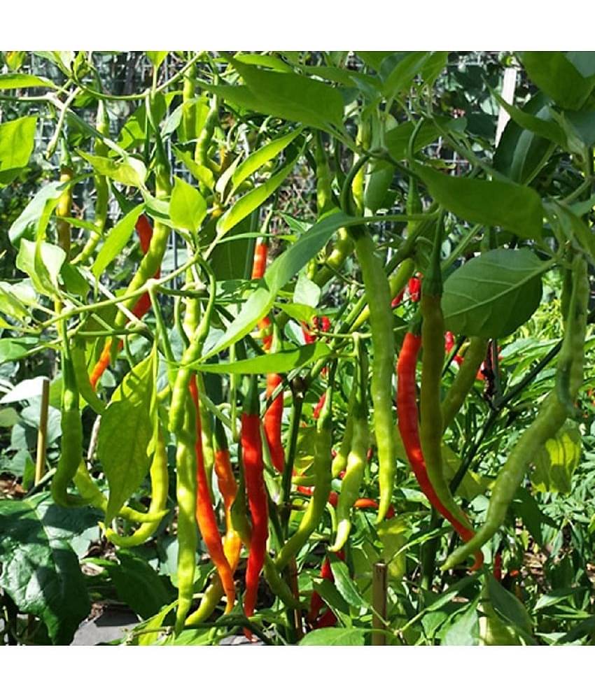 Chilli Jwala - Desi Vegetable 50 Seeds