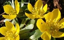 Aconites
