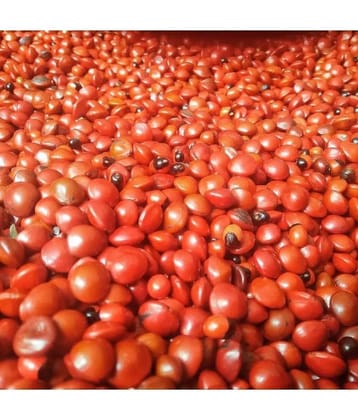 VINARGHYA Full Red Gunja / Gunja Lal / Chirmi Beads / Rati / Guruvinda 21 no.s