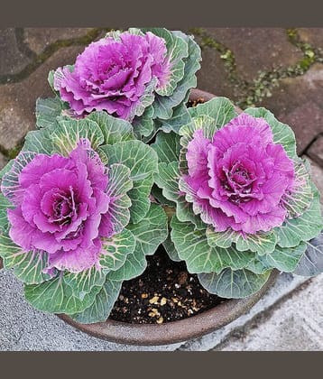 flowering kale pack of 30 seeds
