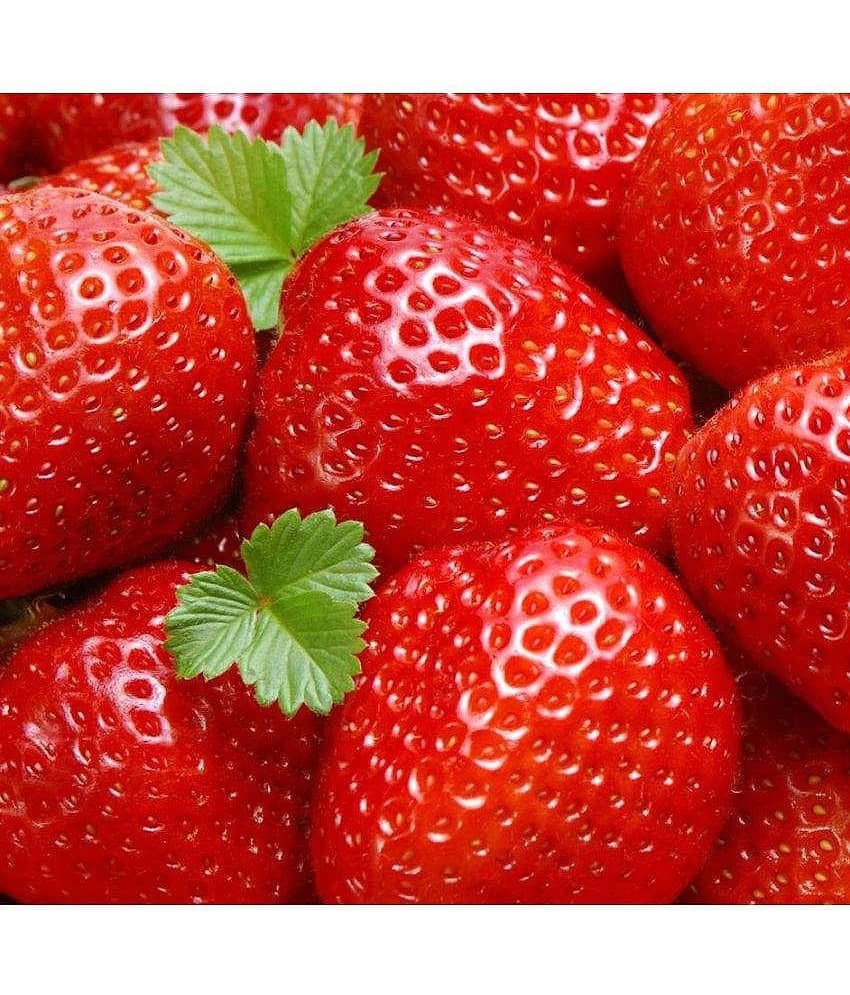 National Gardens Plump Red Strawberry Fruit Seeds