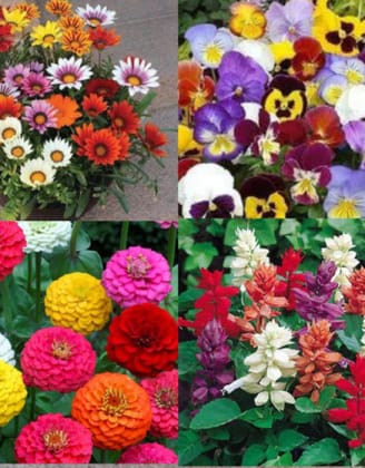 Mixed flower seeds (multicolour) pack of 50 seeds-1. Mixed flower seeds (multicolour) pack of 50 seeds