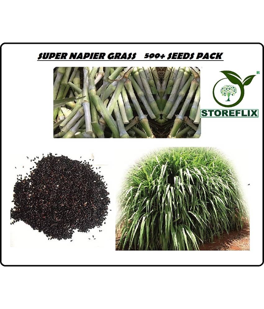 STOREFLIX SUPER NAPIER GRASS Seed (500 per packet)