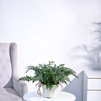 Rabbit's Foot Fern Plant-GroPot / Ivory