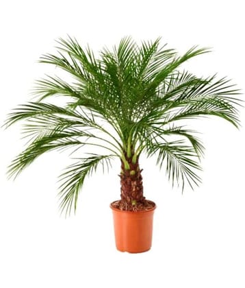 HN organic seed - Areca palm Plant ( 5 Seeds )