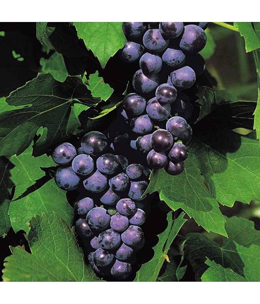 homeagro - Black Grape Fruit ( 20 Seeds )