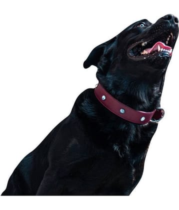 Tame Love - Red Dog Collar (Small)