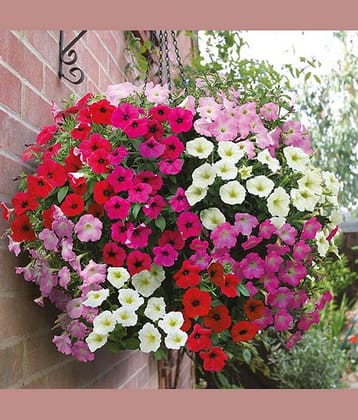 Petunia Mix (50+ Seeds) Flower Seeds Combo for Home Garden, Organic & Hybrid, Perfect for Home Gardening, Planting For Pots and Patio