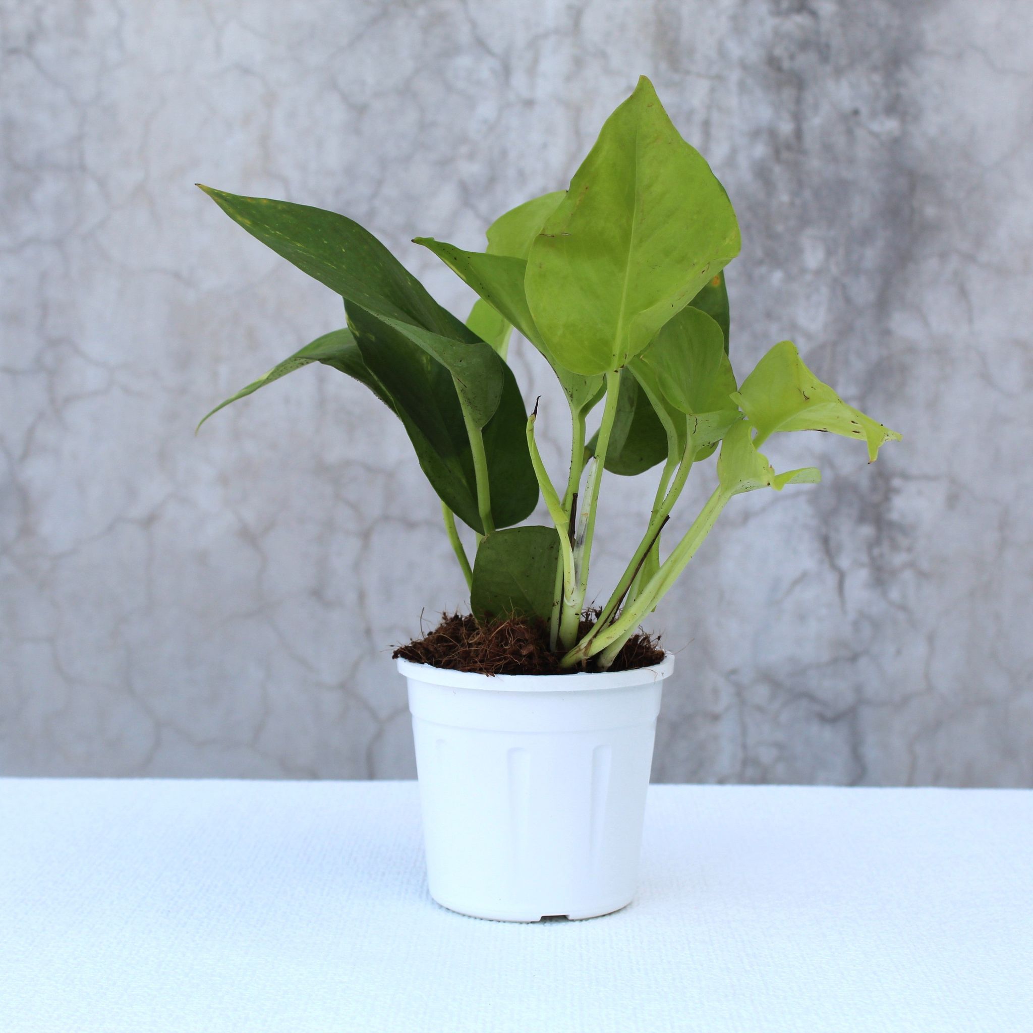 Money Plant Golden-Grow Pot / White