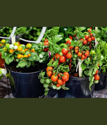 homeagro - Tomato Vegetable ( 100 Seeds )