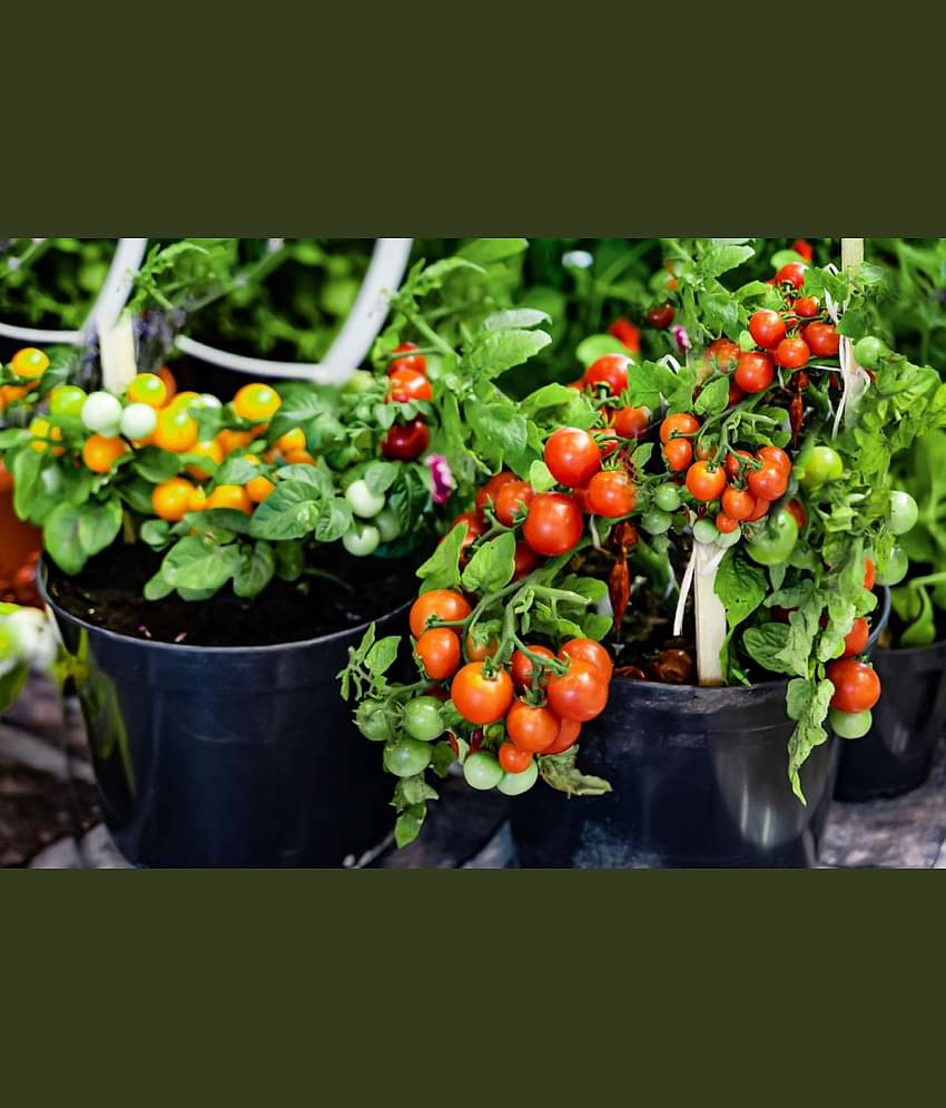 homeagro - Tomato Vegetable ( 100 Seeds )