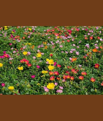 PARTHVA SEEDS Portulaca Flower ( 200 Seeds )