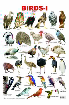Birds-1 Educational Wall Chart For Kids - Both Side Hard Laminated (Size 48 x 73 cm) [Poster] Dreamland Publications