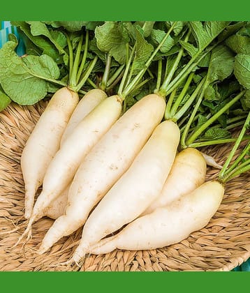 Radish Seeds (20 seeds)