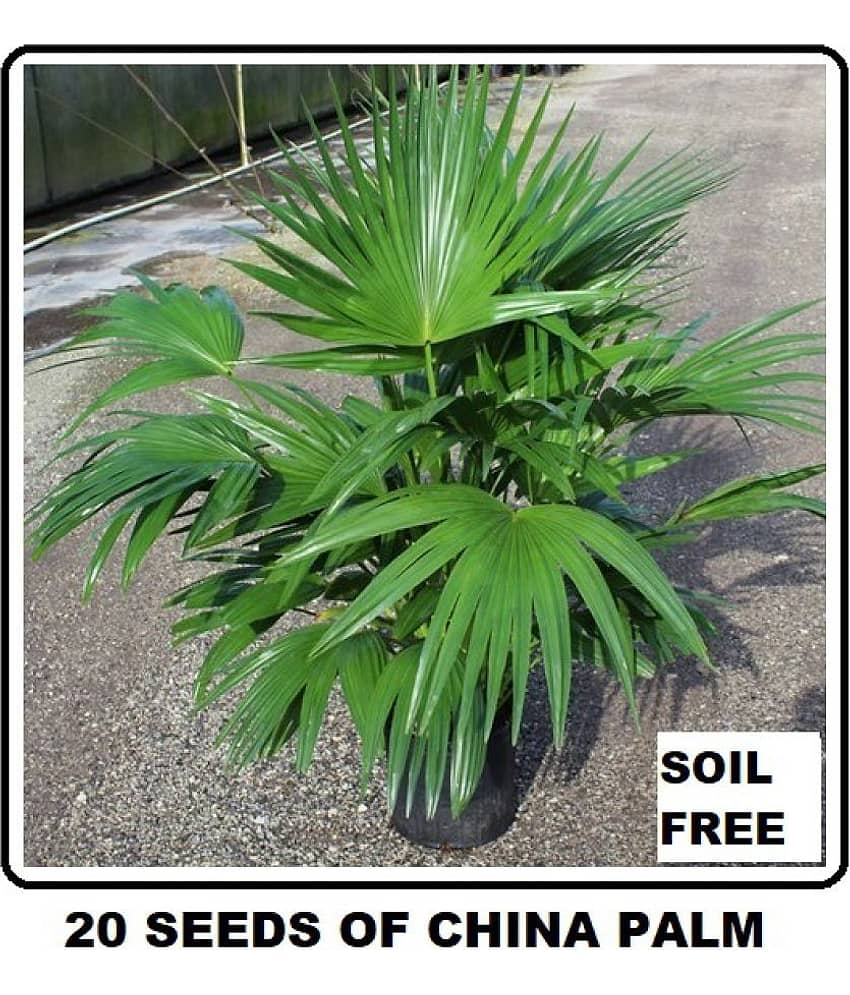 AIR PURIFYING TREE CHINA PALM 20+ SEEDS PACK WITH FREE POTTING SOIL AND USER MANUAL FOR INDOOR AND OUTDOOR HOME AND TERRACE GARDENING USE LOW PRICE AT SNAPDEAL ONLINE SHOP