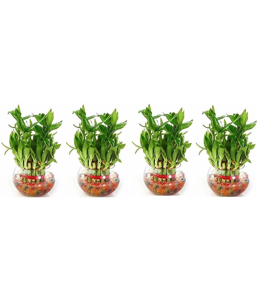 Green plant indoor - Green Wild Artificial Flowers With Pot ( Pack of 4 )
